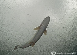 Swimming in the rain. Rainbow trout - Capernwray, summer ... by Mark Thomas 